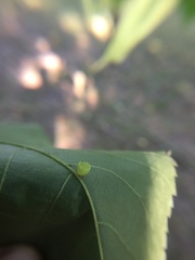 Caryomyia flaticrustum