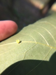 Caryomyia flaticrustum