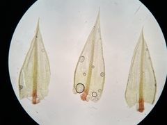 Ptychostomum pallescens