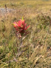 Castilleja peirsonii