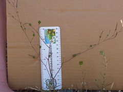 Chlorogalum pomeridianum divaricatum