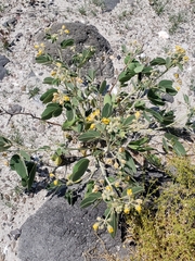 Senna confinis