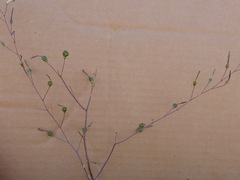 Chlorogalum pomeridianum divaricatum