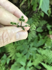 Sanicula smallii
