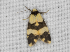 Thallarcha chrysochares