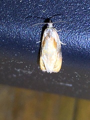 Zomaria interruptolineana