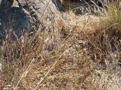 Hemizonia congesta lutescens