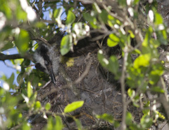 Pitangus sulphuratus