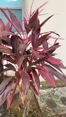Cordyline fruticosa