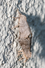 Olceclostera seraphica