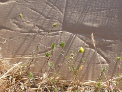 Hemizonia congesta lutescens