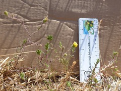 Hemizonia congesta lutescens