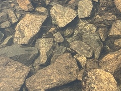 Salvelinus fontinalis