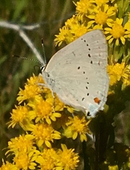 Satyrium sylvinus dryope