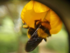 Bombus hortulanus