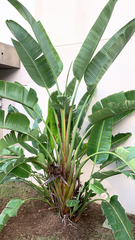 Strelitzia nicolai