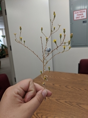 Lessingia pectinata tenuipes