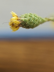 Lessingia pectinata tenuipes