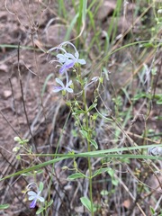 Trichostema arizonicum
