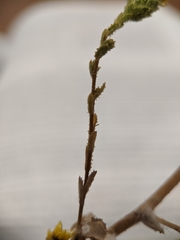 Lessingia pectinata tenuipes