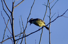 Pitangus sulphuratus