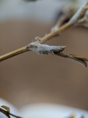 Lessingia pectinata tenuipes