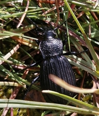 Carabus exaratus