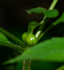 Asphondylia eupatorii