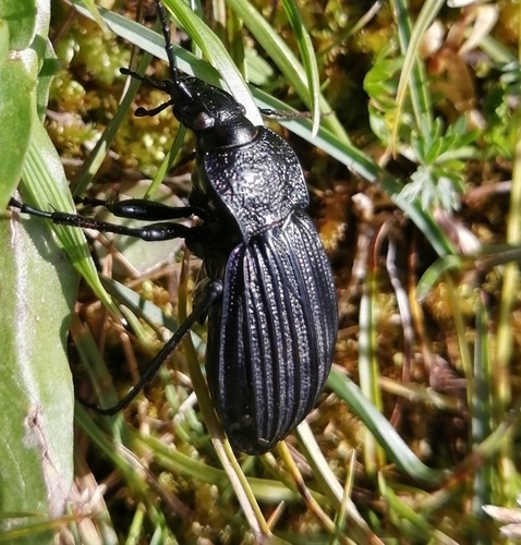 Carabus exaratus