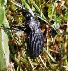Carabus exaratus