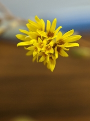 Lessingia pectinata tenuipes