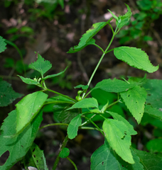 Asphondylia eupatorii