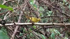 Myiothlypis flaveola