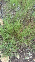 Bouteloua trifida