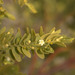 Olax angulata - Photo (c) dianadavey, algunos derechos reservados (CC BY-NC-ND), subido por dianadavey