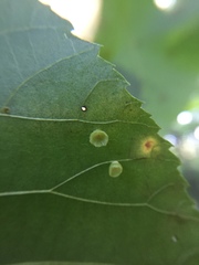 Caryomyia flaticrustum