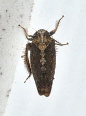 Excultanus excultus