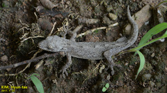 Gekko japonicus