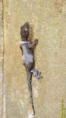 Gekko japonicus