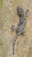 Gekko japonicus
