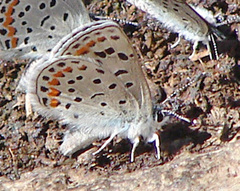 Euphilotes spaldingi