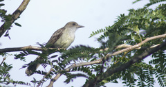 Myiarchus swainsoni