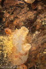 Ascidiella aspersa