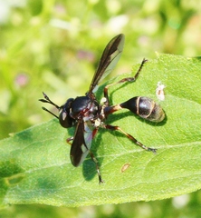 Physocephala furcillata