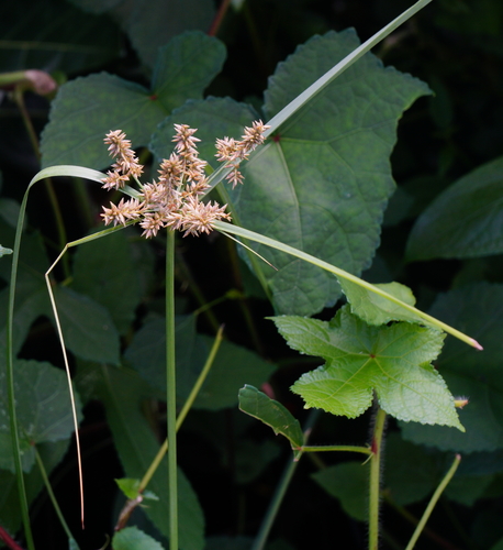 Cyperus javanicus iNat (1)