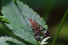 Panorpa speciosa