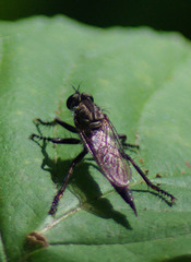 Machimus notatus