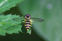 Xanthogramma flavipes