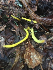 Clavulinopsis amoena