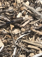 Chlorion aerarium